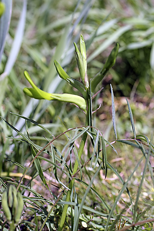 Image of Astragalus viridiflorus specimen.