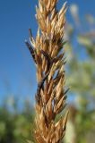 Calamagrostis neglecta. Часть соплодия, поражённого спорыньёй. Окр. Архангельска, болото. 23.08.2011.