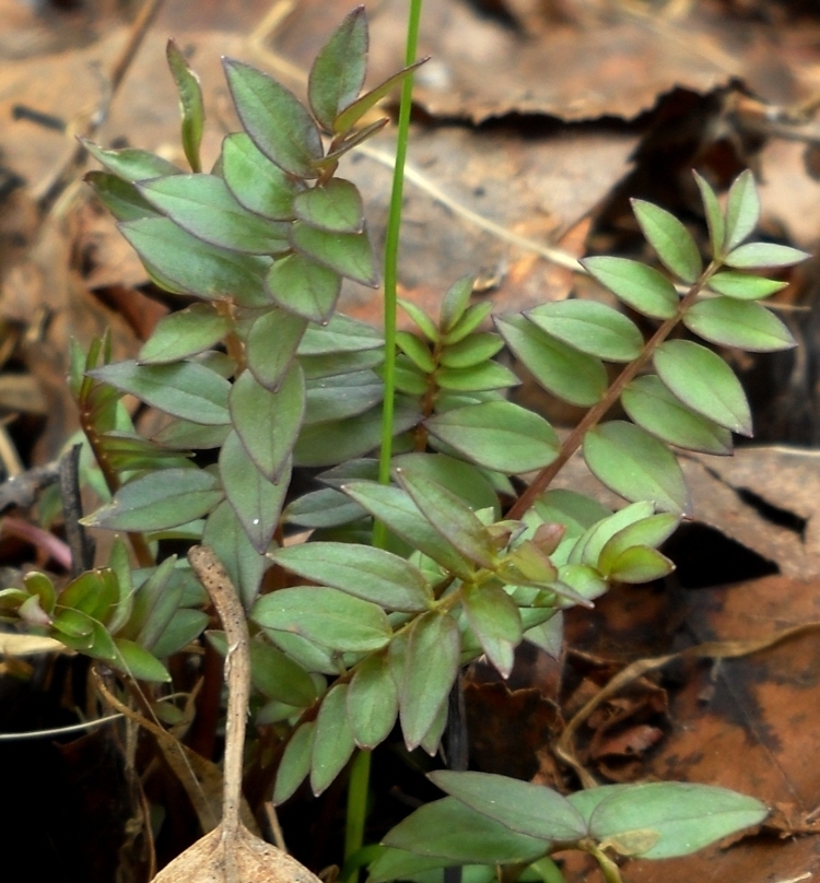 Image of Polemonium caeruleum specimen.