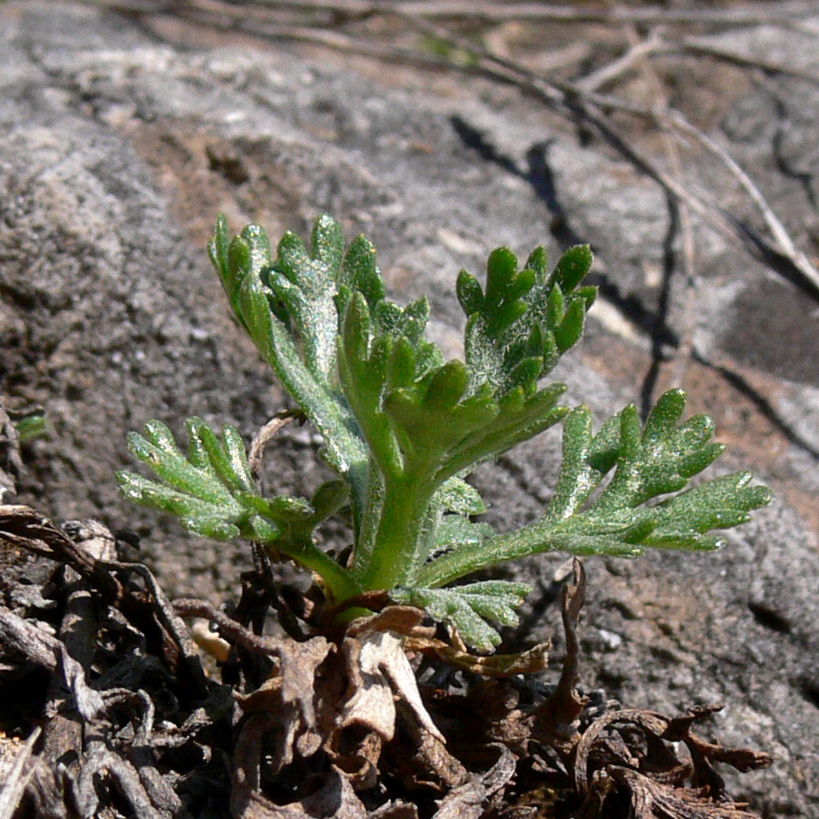 Image of Chrysanthemum zawadskii specimen.