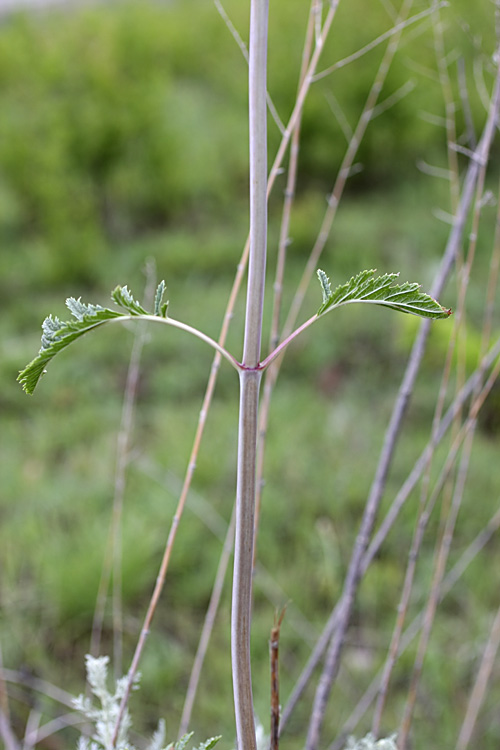 Image of Phlomoides kaufmanniana specimen.