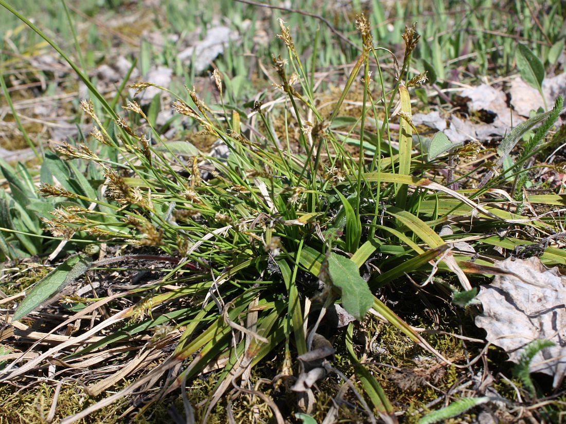 Image of Carex ornithopoda specimen.