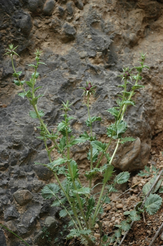 Image of Cousinia knorringiae specimen.