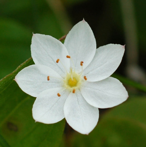 Image of Trientalis europaea specimen.