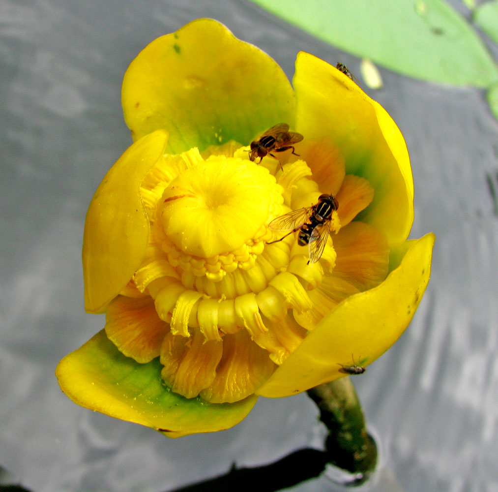 Image of Nuphar lutea specimen.