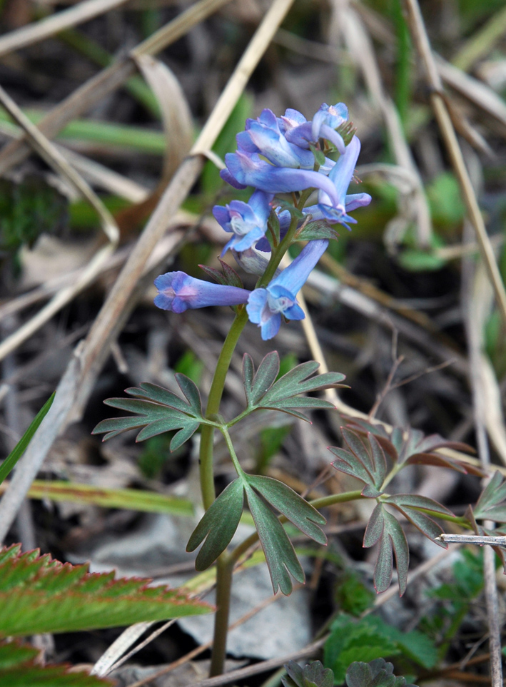 Image of genus Corydalis specimen.