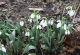 Galanthus graecus