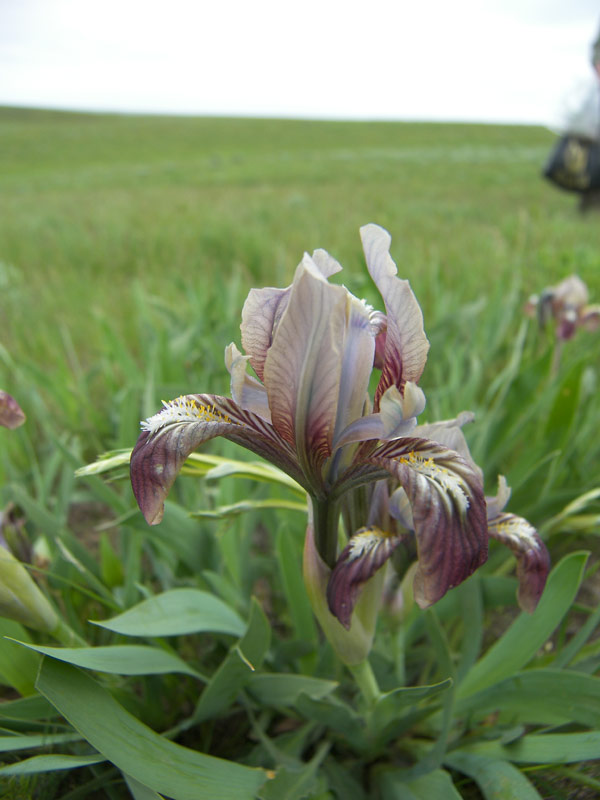 Image of Iris scariosa specimen.