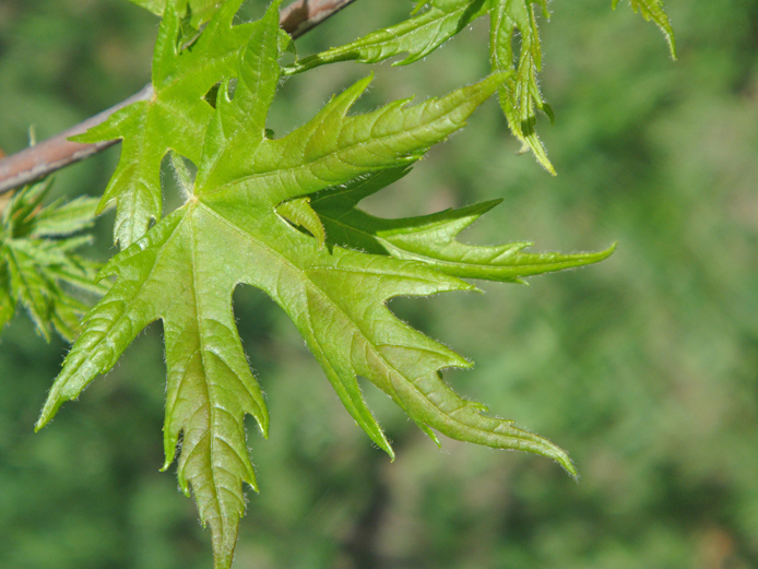 Изображение особи Acer saccharinum.