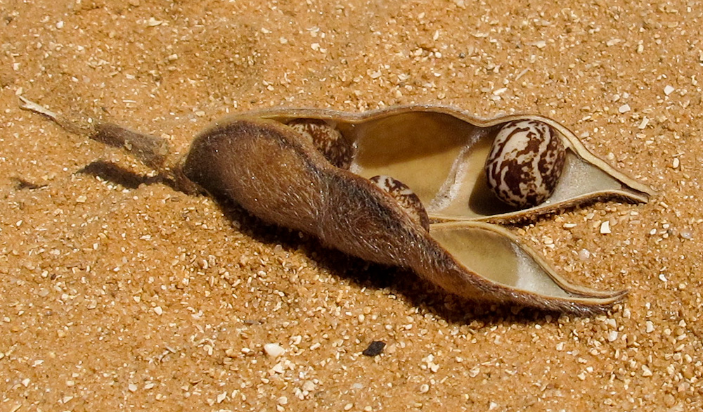 Image of Lupinus luteus specimen.