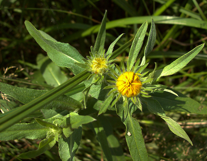 Изображение особи Inula britannica.