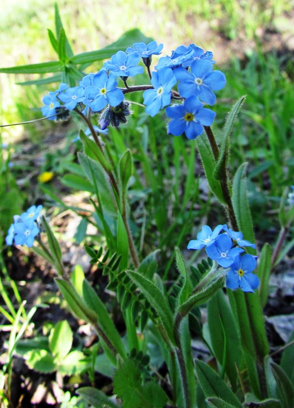 Изображение особи Myosotis imitata.