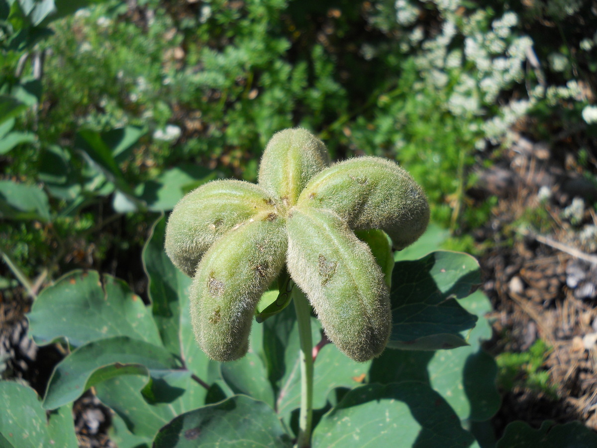 Image of Paeonia daurica specimen.