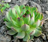 Sempervivum tectorum. Прикорневая розетка. Крым, г. Севастополь, Херсонес, клумба. Апрель 2012 г.