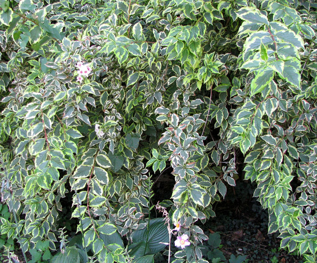 Image of Weigela florida specimen.