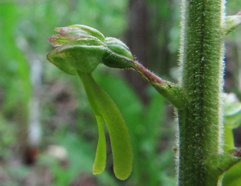 Изображение особи Listera ovata.