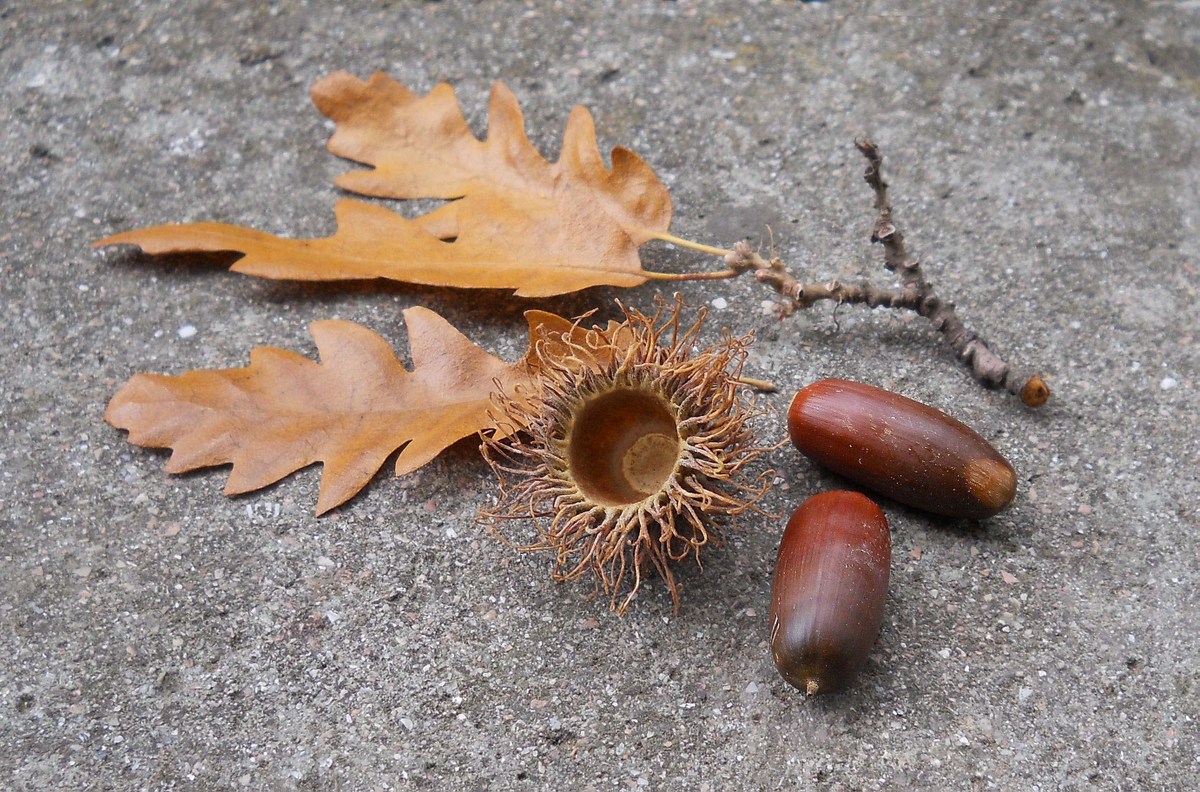 Image of Quercus cerris specimen.