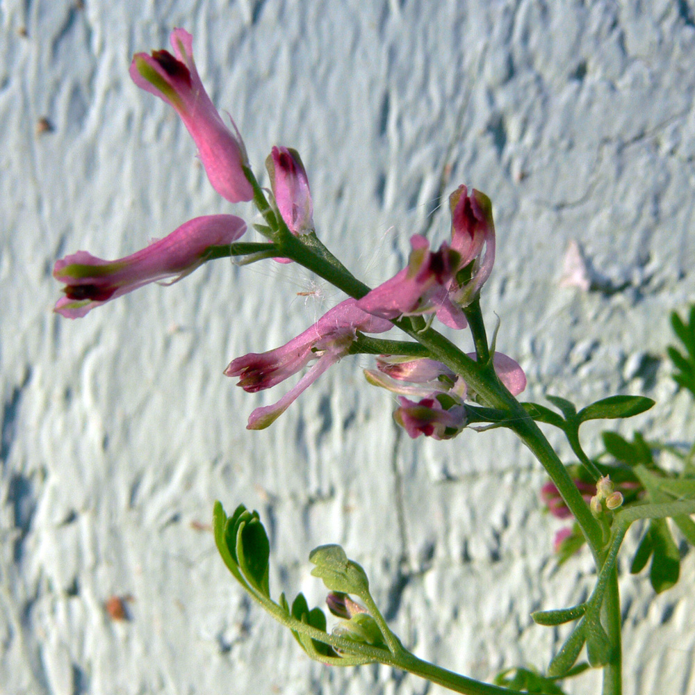 Image of Fumaria officinalis specimen.