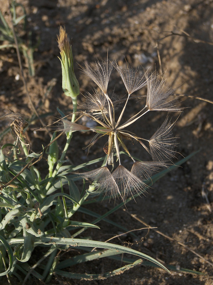 Изображение особи Tragopogon serotinus.