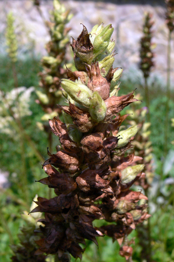 Изображение особи Heuchera cylindrica.