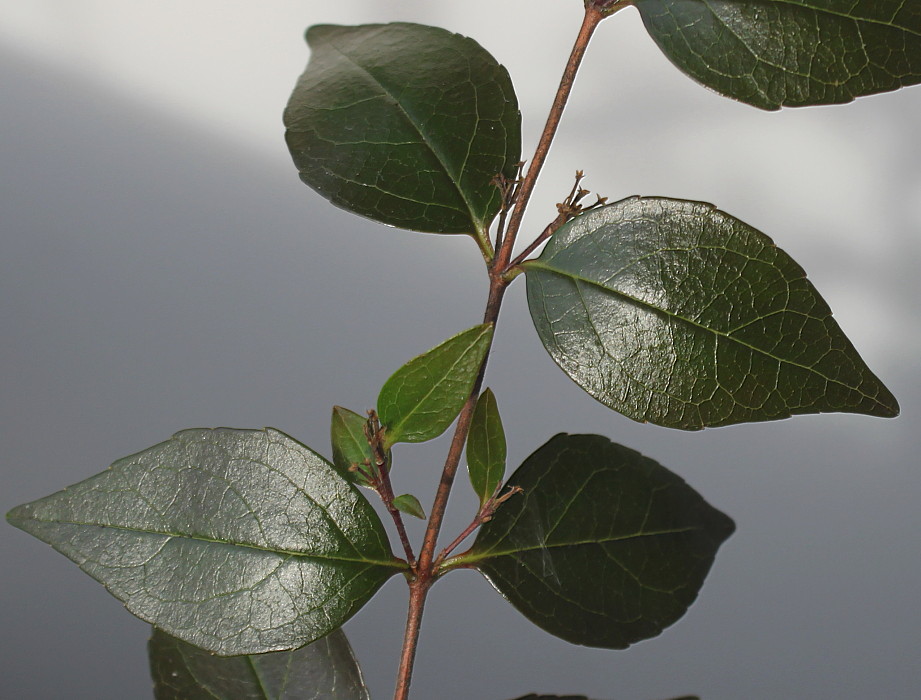 Image of Abelia &times; grandiflora specimen.