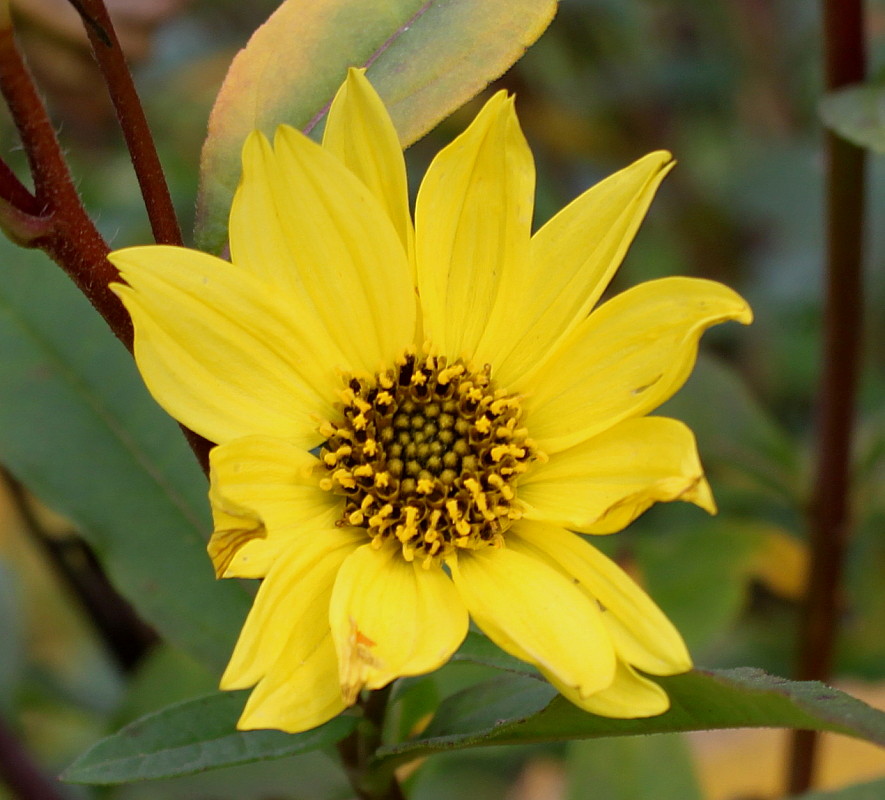 Image of Helianthus grosseserratus specimen.