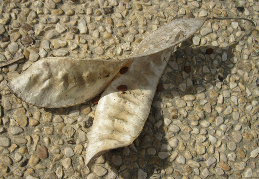 Image of Albizia lebbeck specimen.