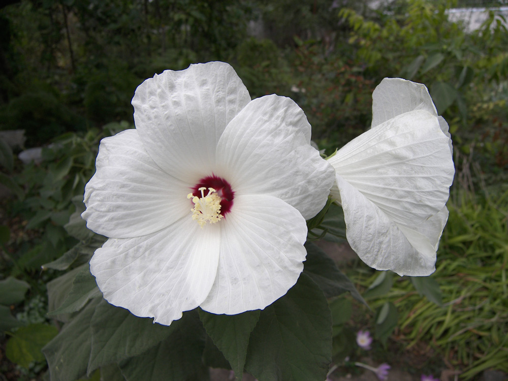 Изображение особи Hibiscus lasiocarpos.