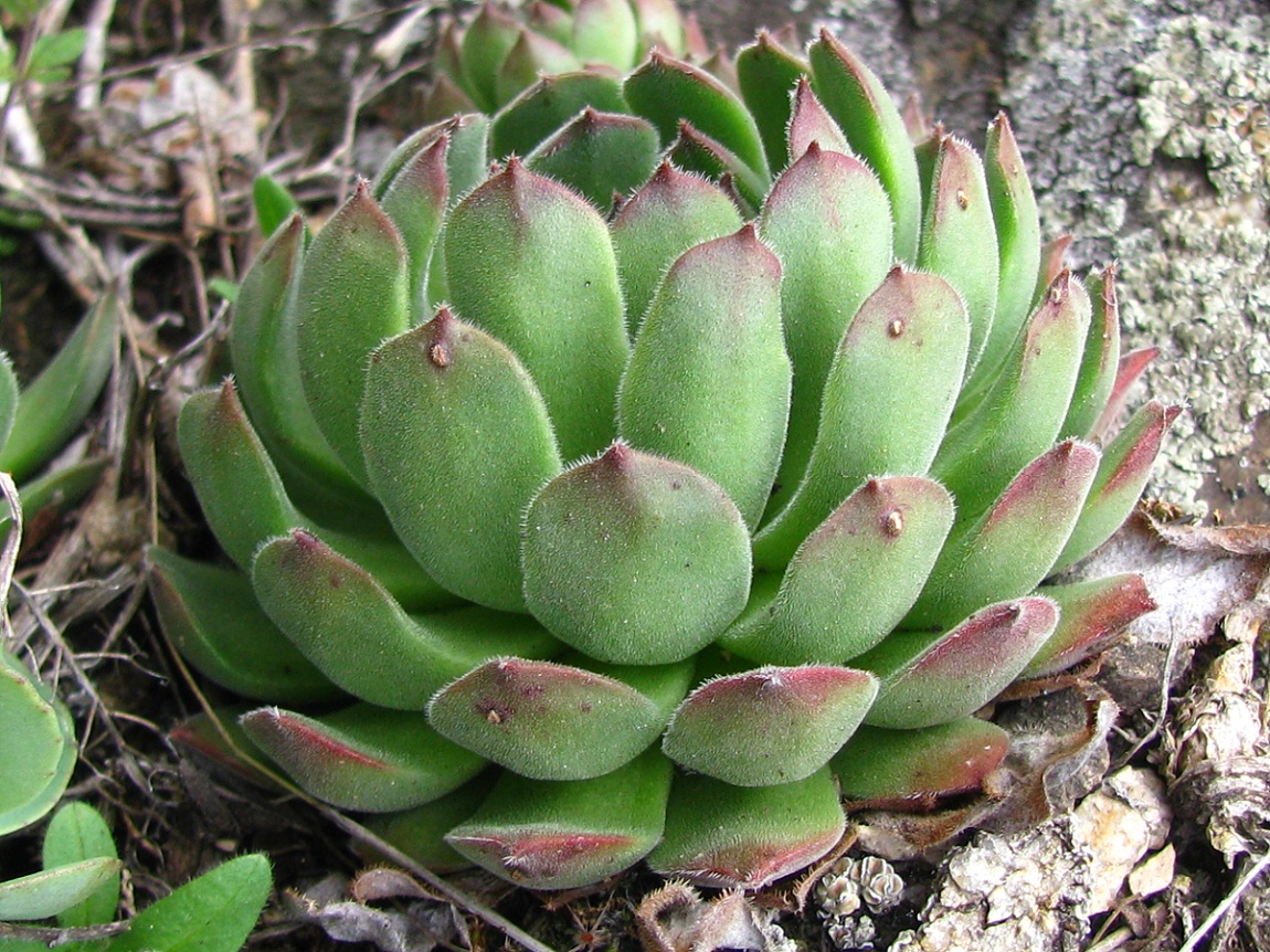 Sempervivum ruthenicum - Image of an specimen - Plantarium