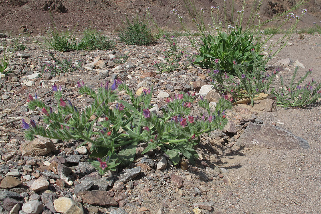 Image of Echium rauwolfii specimen.