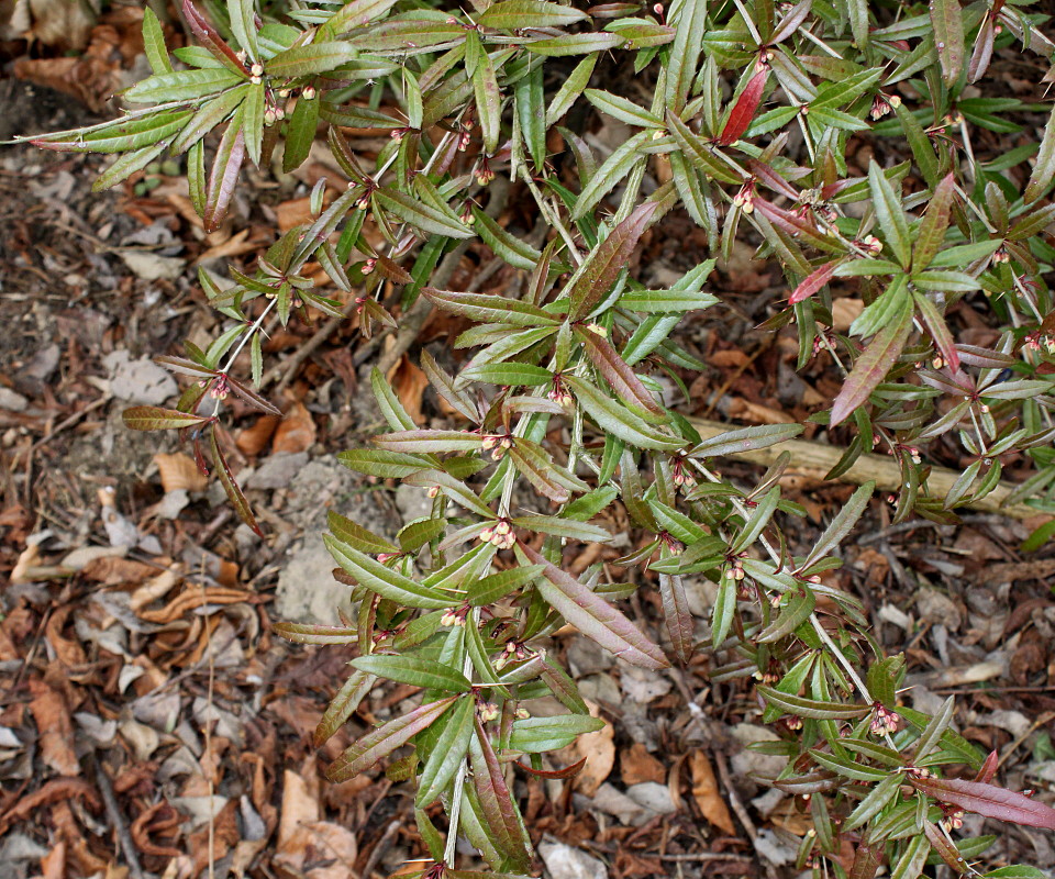 Image of Berberis soulieana specimen.