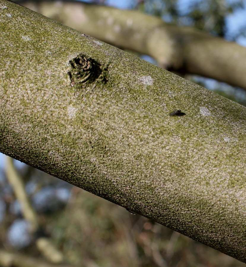 Image of Corylopsis sinensis specimen.