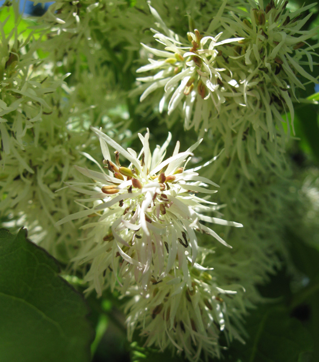 Image of Fraxinus ornus specimen.