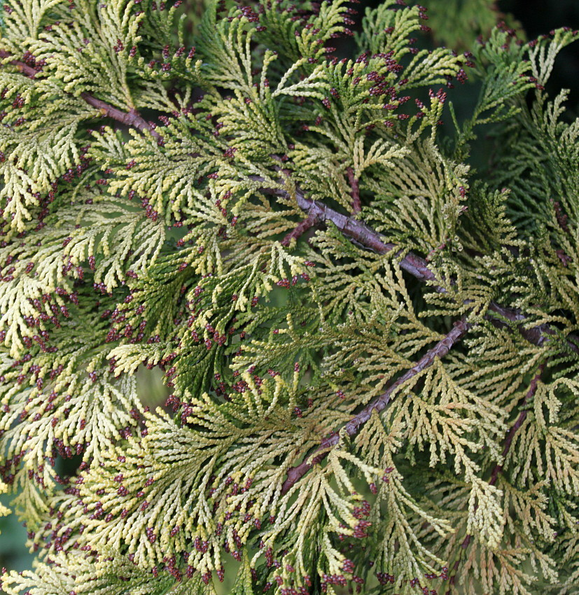 Image of Chamaecyparis lawsoniana specimen.