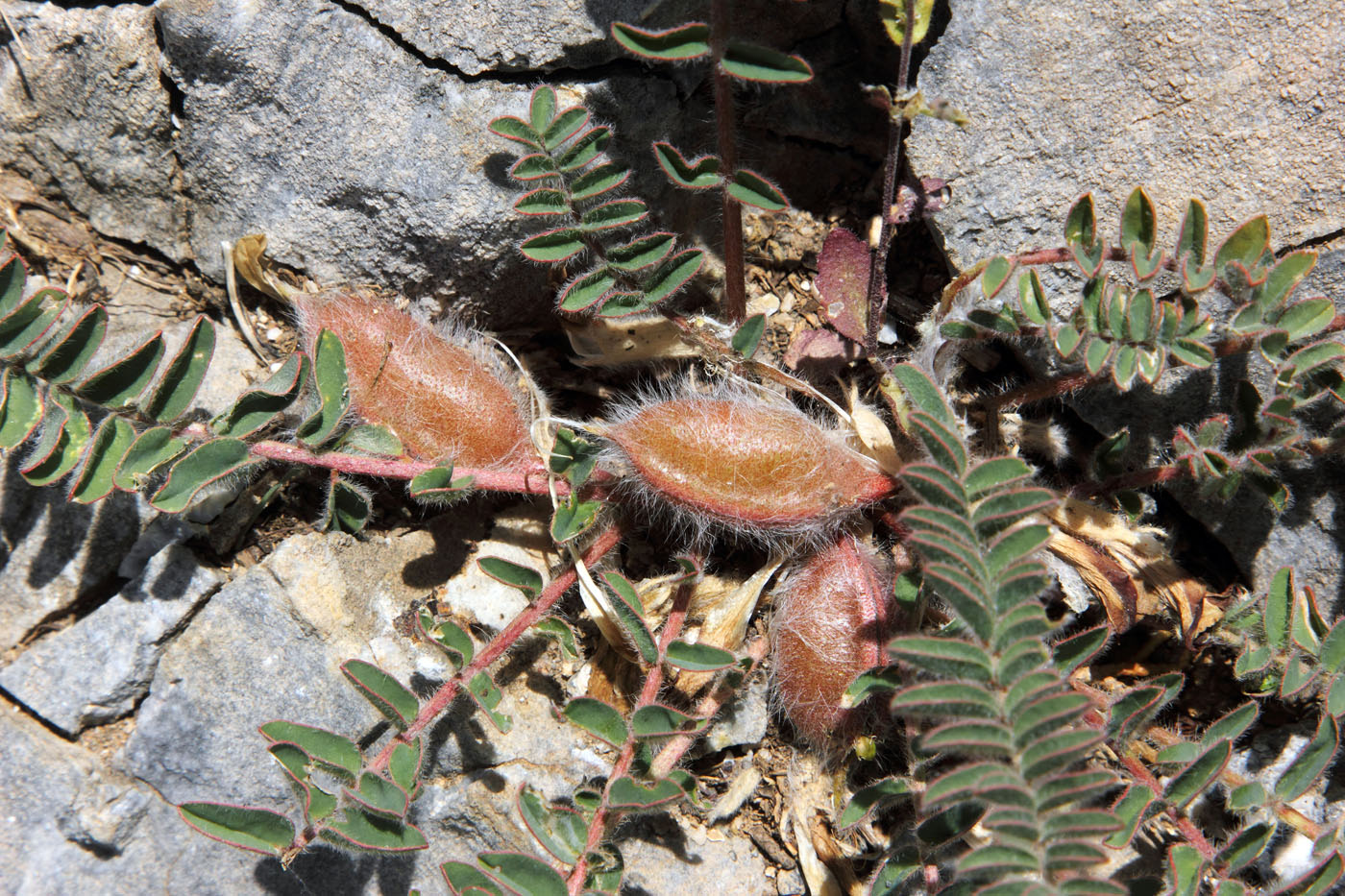 Image of Astragalus atrovinosus specimen.