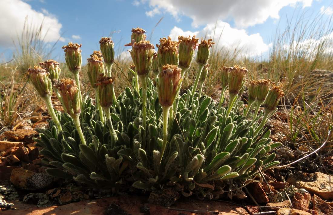 Image of Rhinactinidia eremophila specimen.