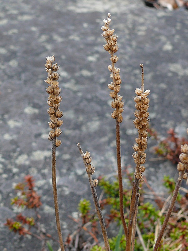 Изображение особи Plantago maritima ssp. subpolaris.