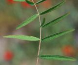 Astragalus campylotrichus