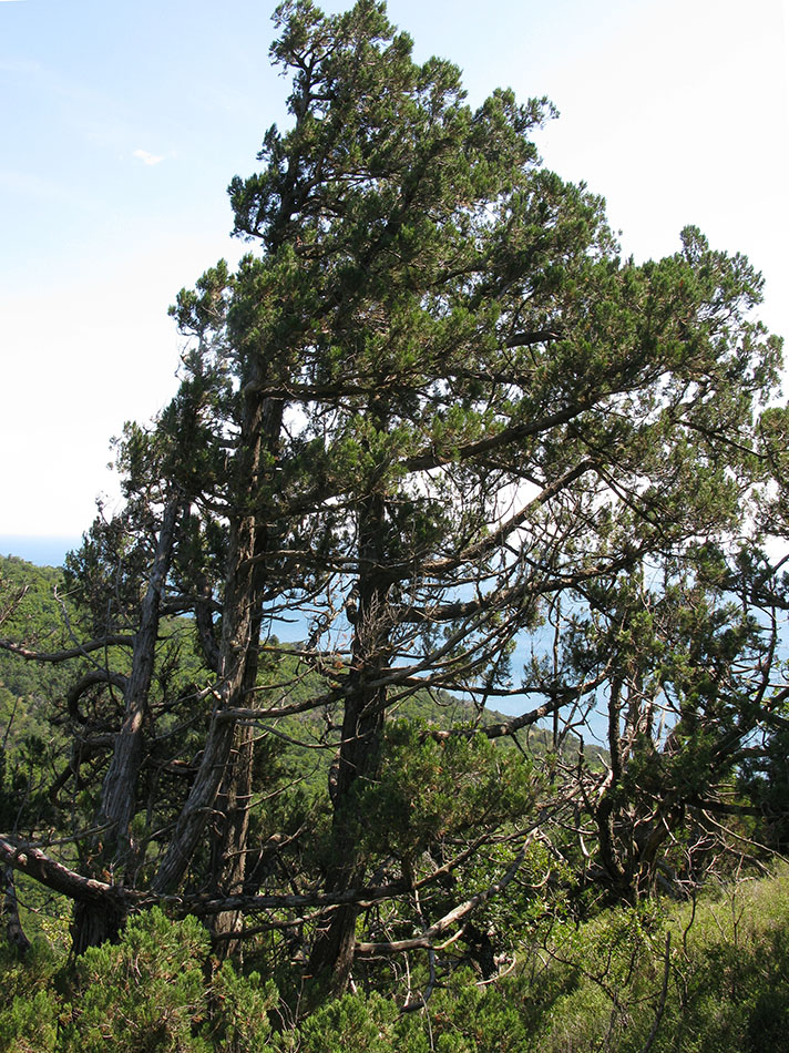 Image of Juniperus excelsa specimen.