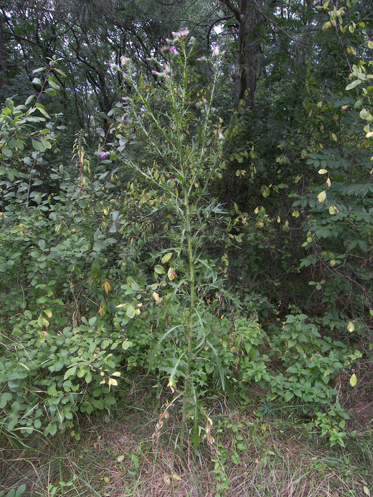 Изображение особи Cirsium vulgare.