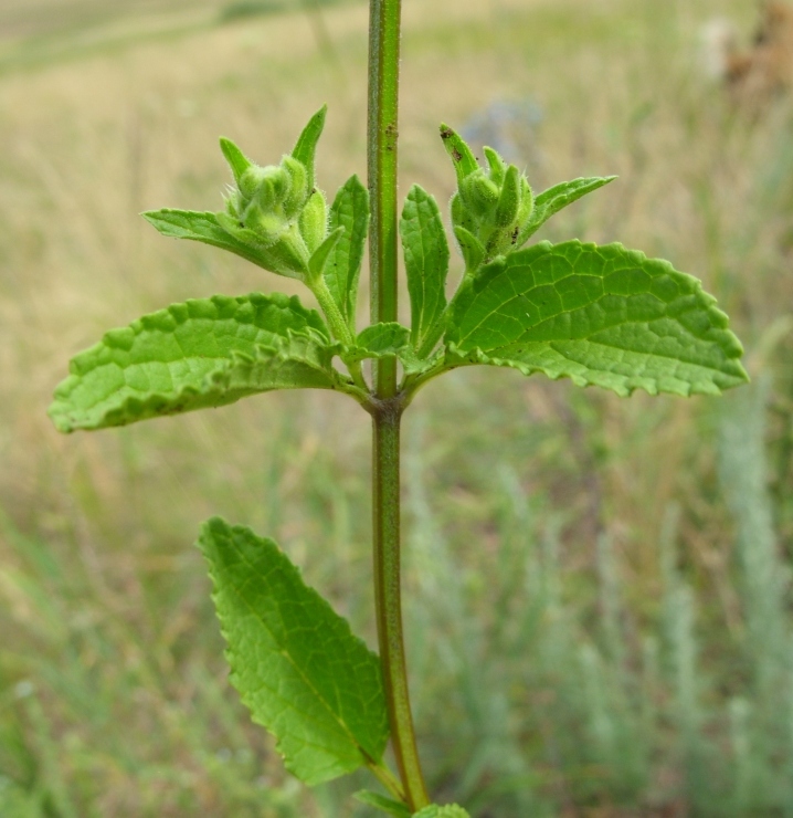 Image of Stachys annua specimen.