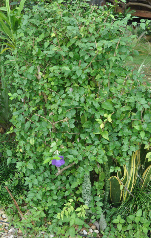 Image of Thunbergia erecta specimen.