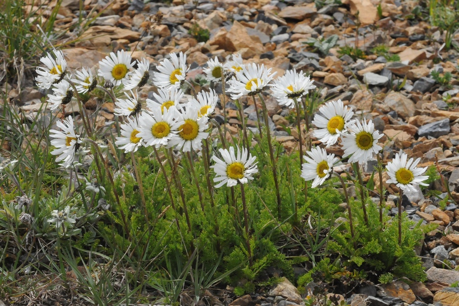 Изображение особи Pyrethrum karelinii.