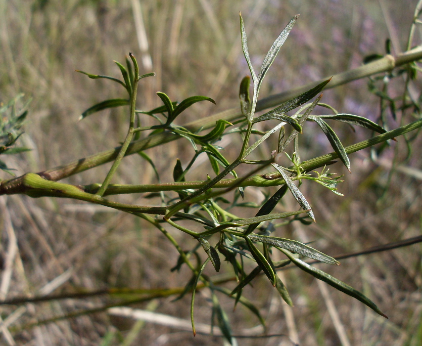 Image of Silaum silaus specimen.