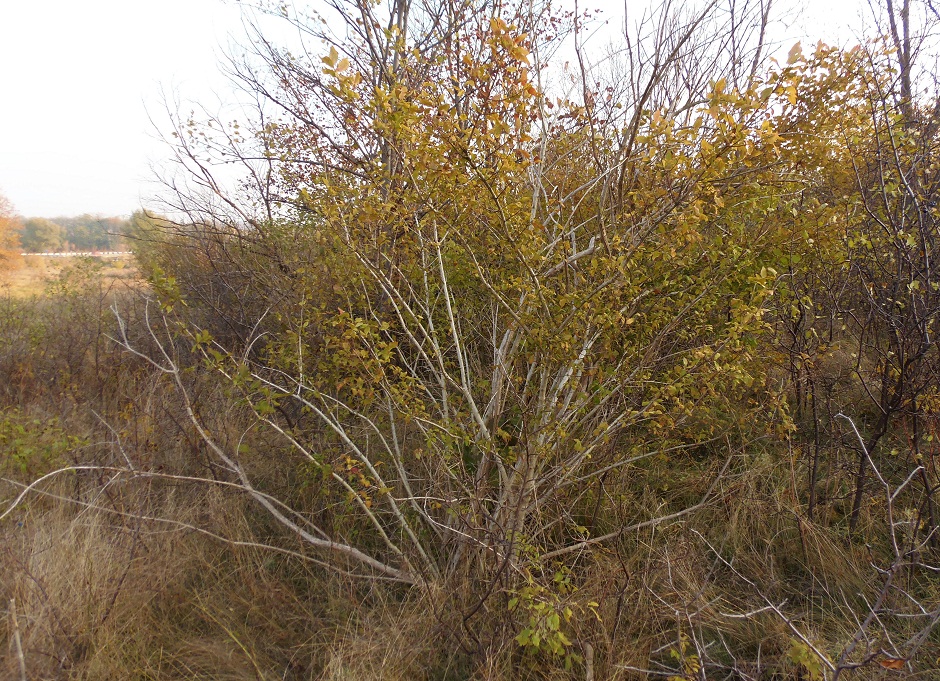 Image of Euonymus europaeus specimen.