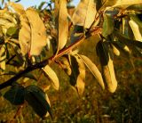 Смотреть изображение Elaeagnus angustifolia