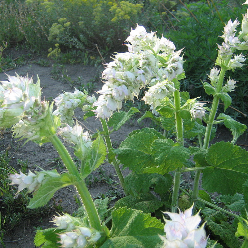 Изображение особи Salvia sclarea.