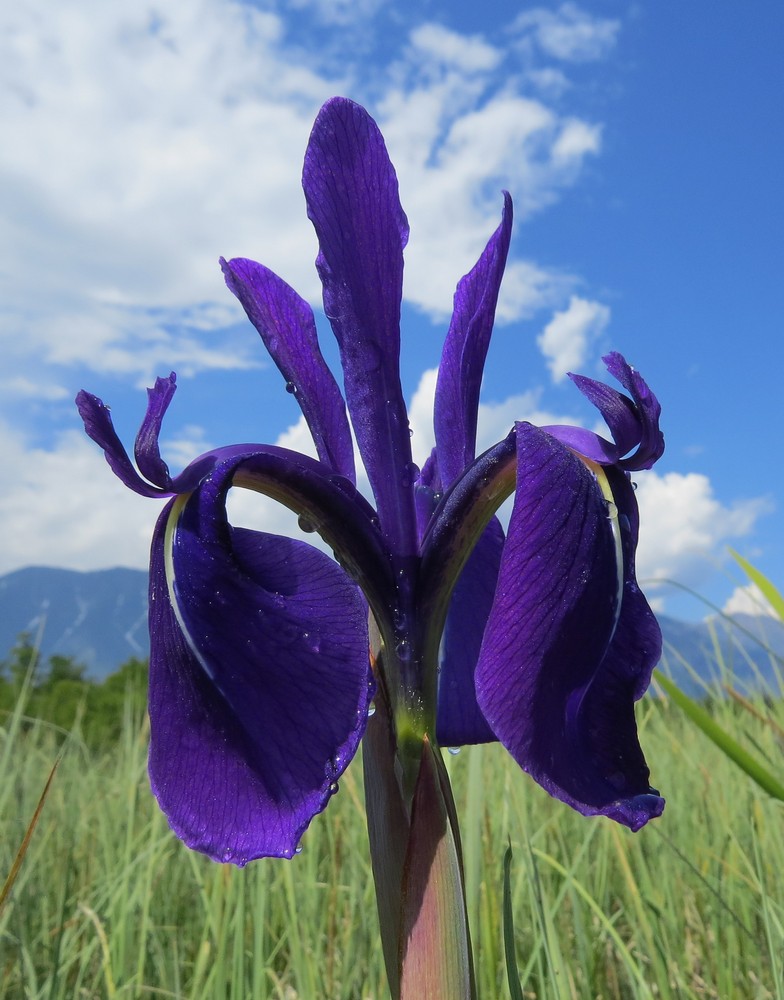 Image of Iris laevigata specimen.