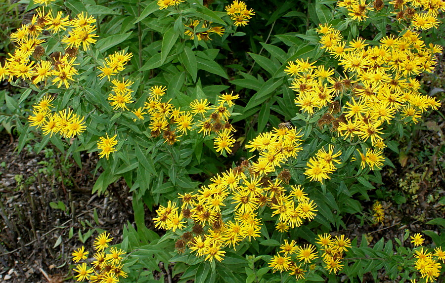 Image of Inula helvetica specimen.