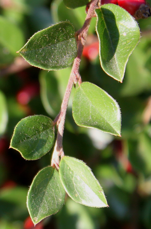 Изображение особи род Cotoneaster.